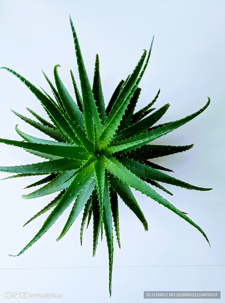 翠绿芦荟特写