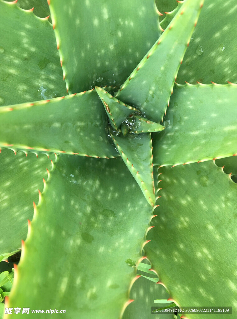 翠绿芦荟特写