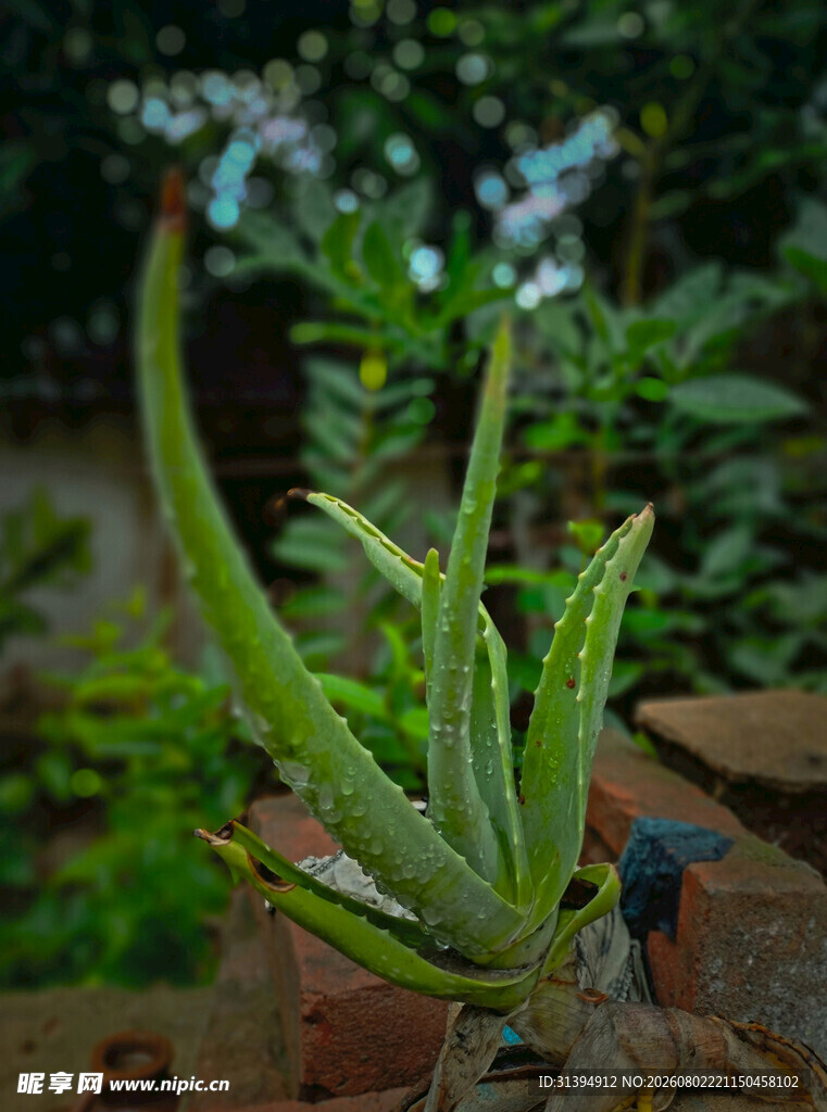 翠绿芦荟盆栽特写