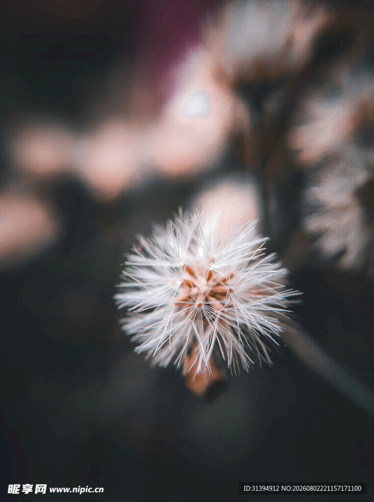 白色绒球小花特写