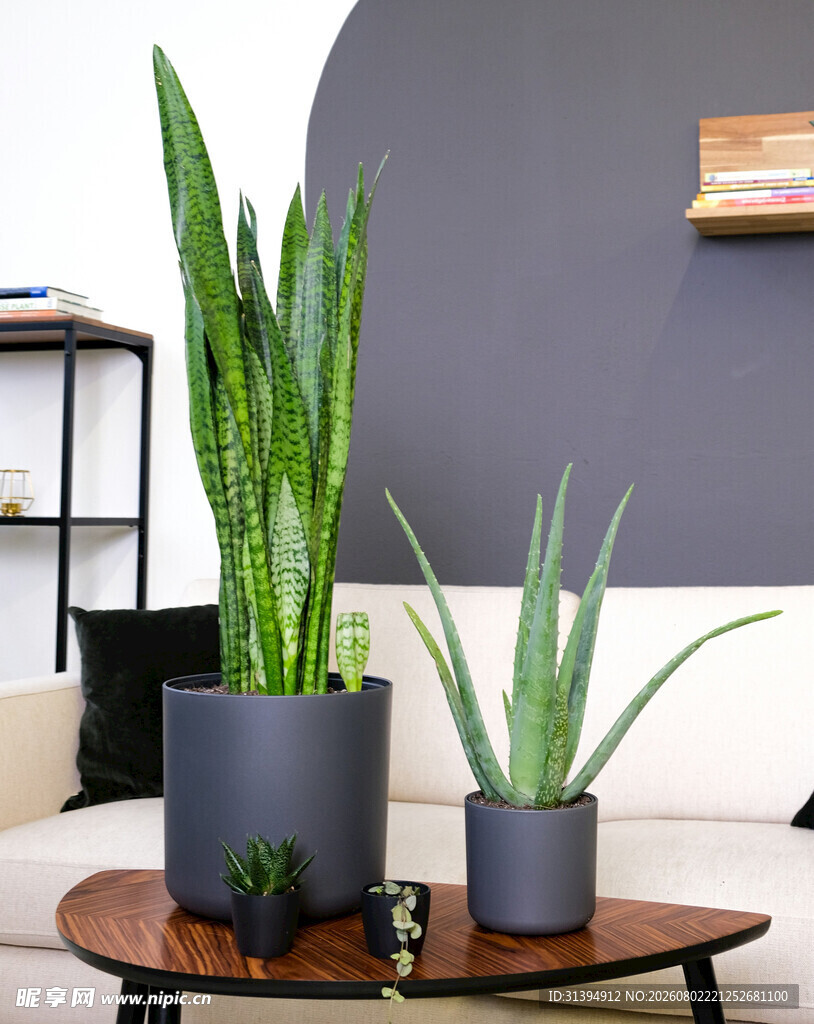 室内绿植盆栽
