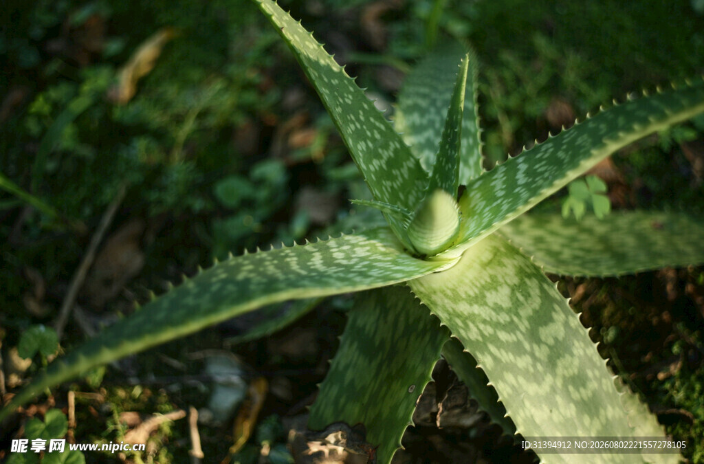 带刺芦荟植物特写