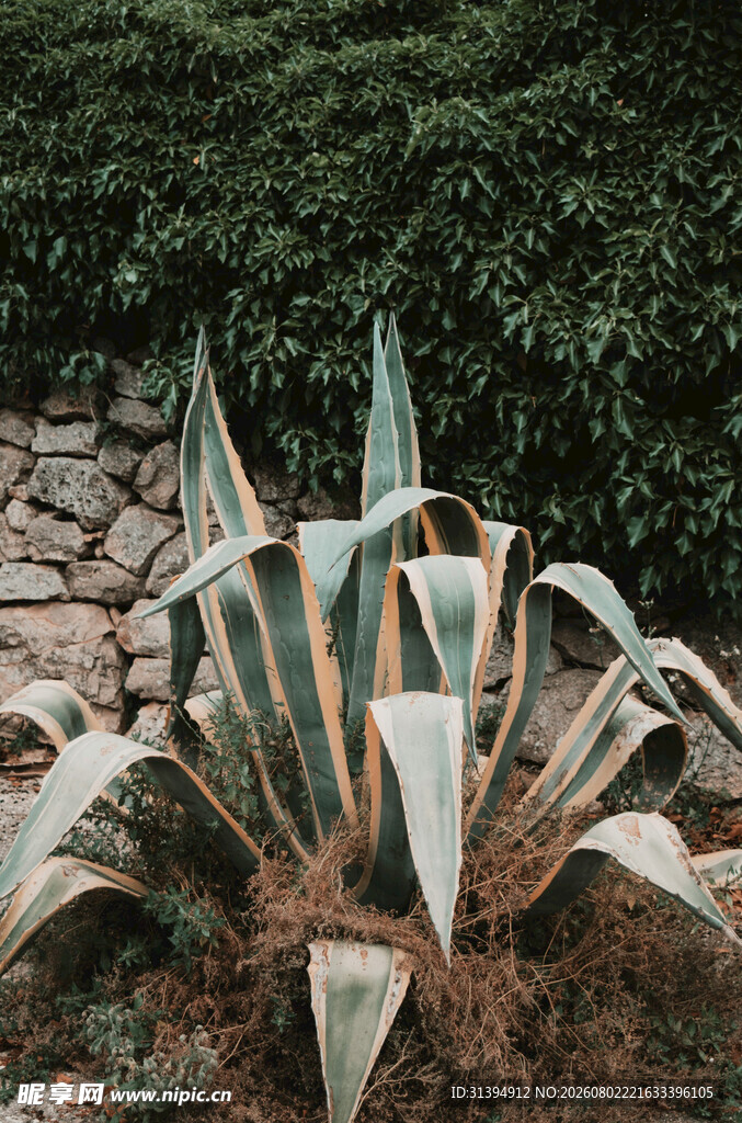 龙舌兰植物特写