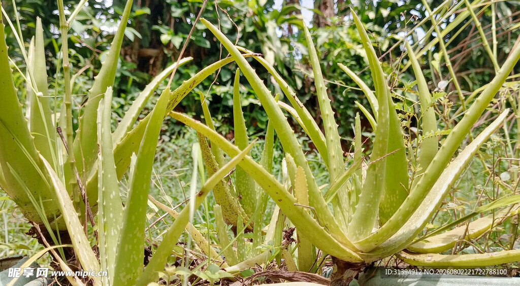 翠绿芦荟植物特写