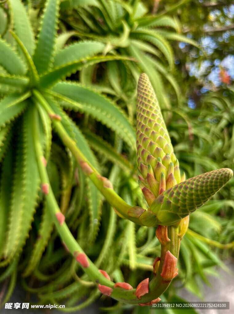 芦荟开花特写
