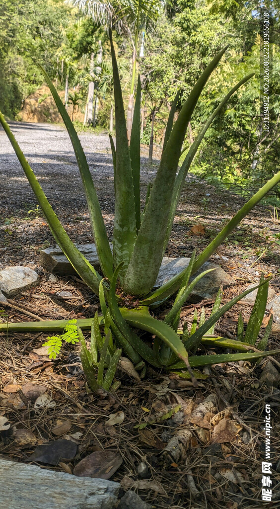 户外绿植芦荟特写