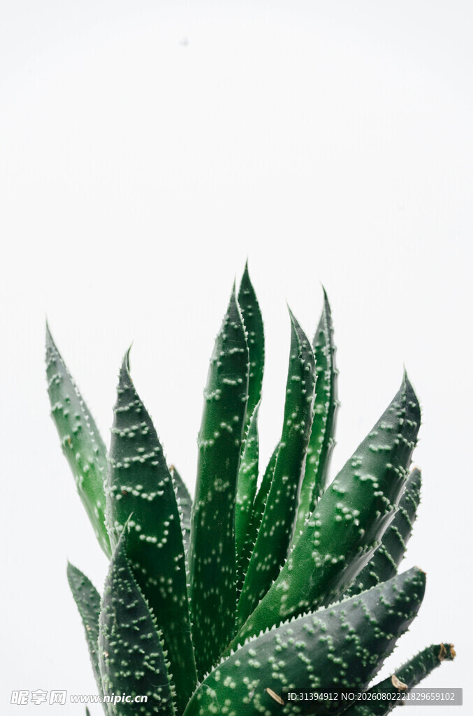 虎皮兰绿植特写