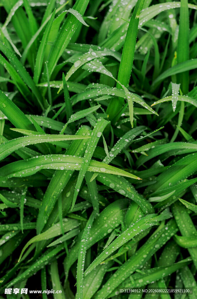 翠绿繁茂的青草植物