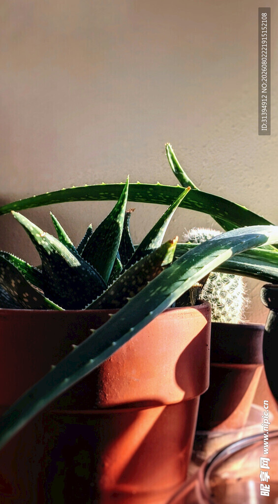 陶盆中的翠绿芦荟植物