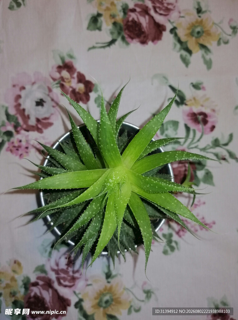 盆栽绿植置于花卉背景上