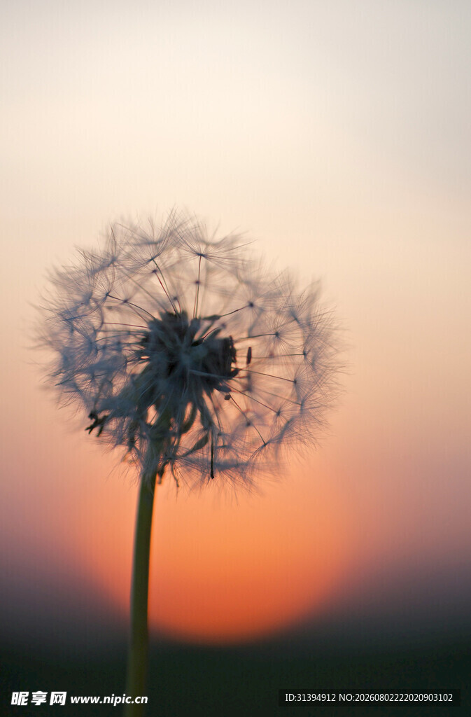 夕阳下的蒲公英