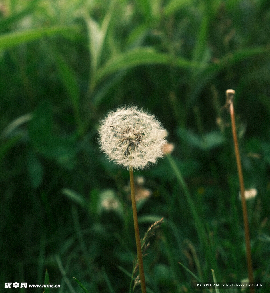 阳光下的蒲公英