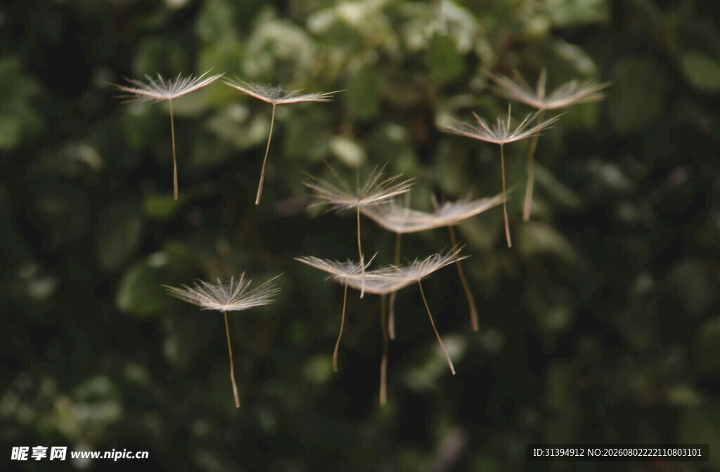 飞舞的蒲公英种子