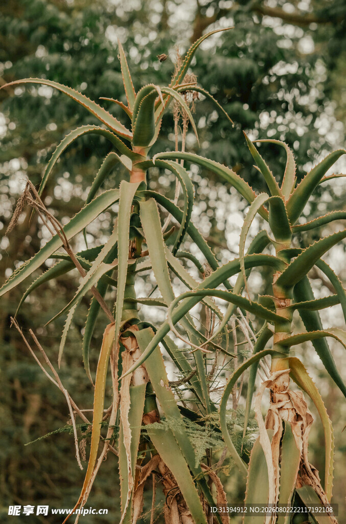 野外芦荟植物特写
