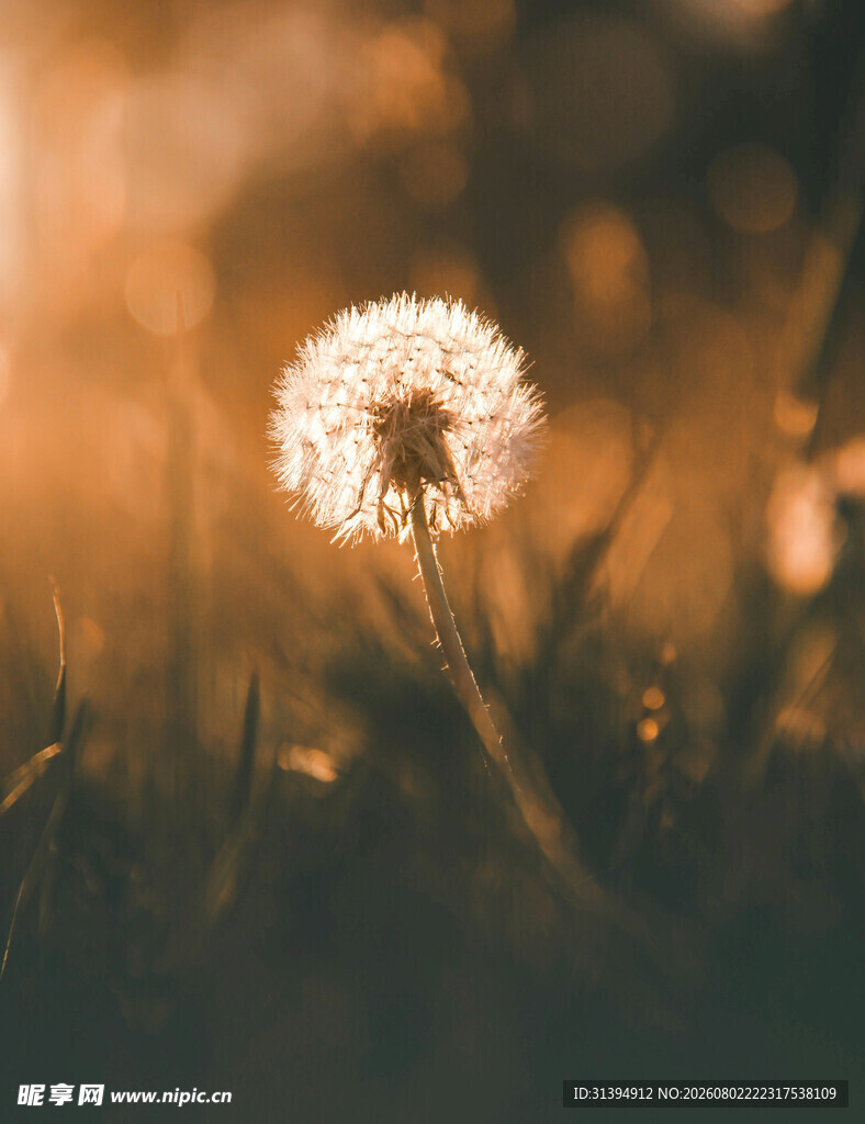 夕阳下的蒲公英