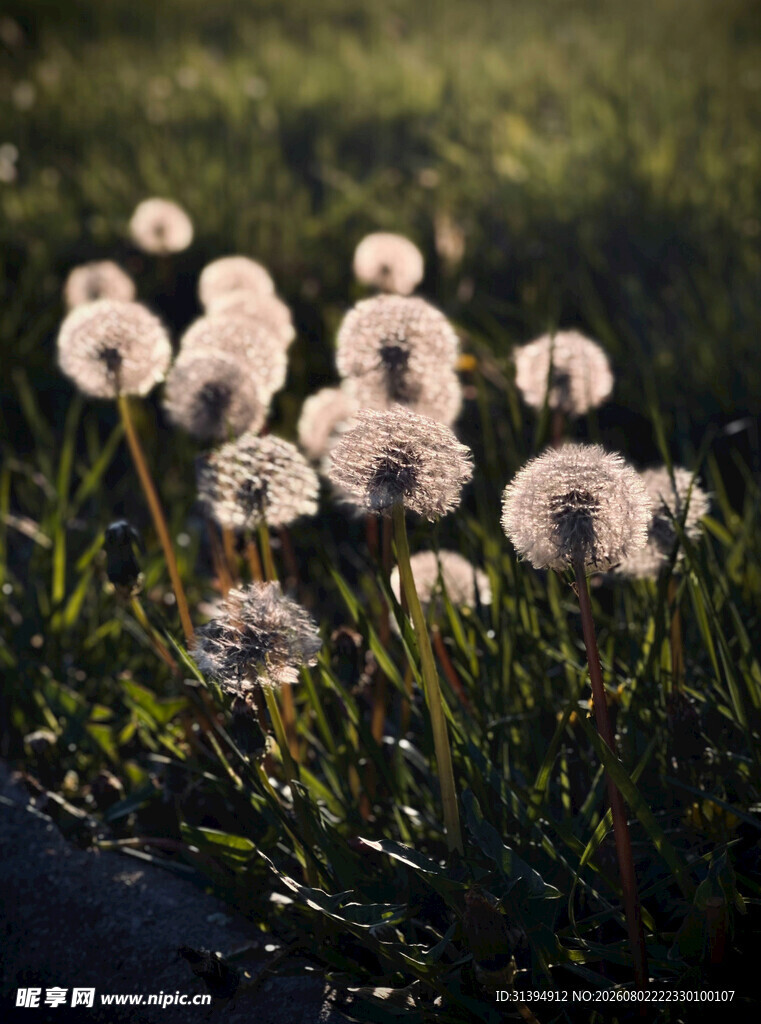 阳光下的蒲公英花丛