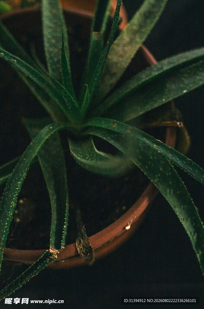 盆栽绿植特写