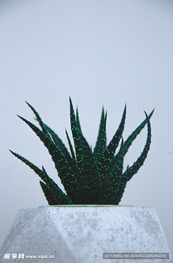 石上芦荟清新绿植小景