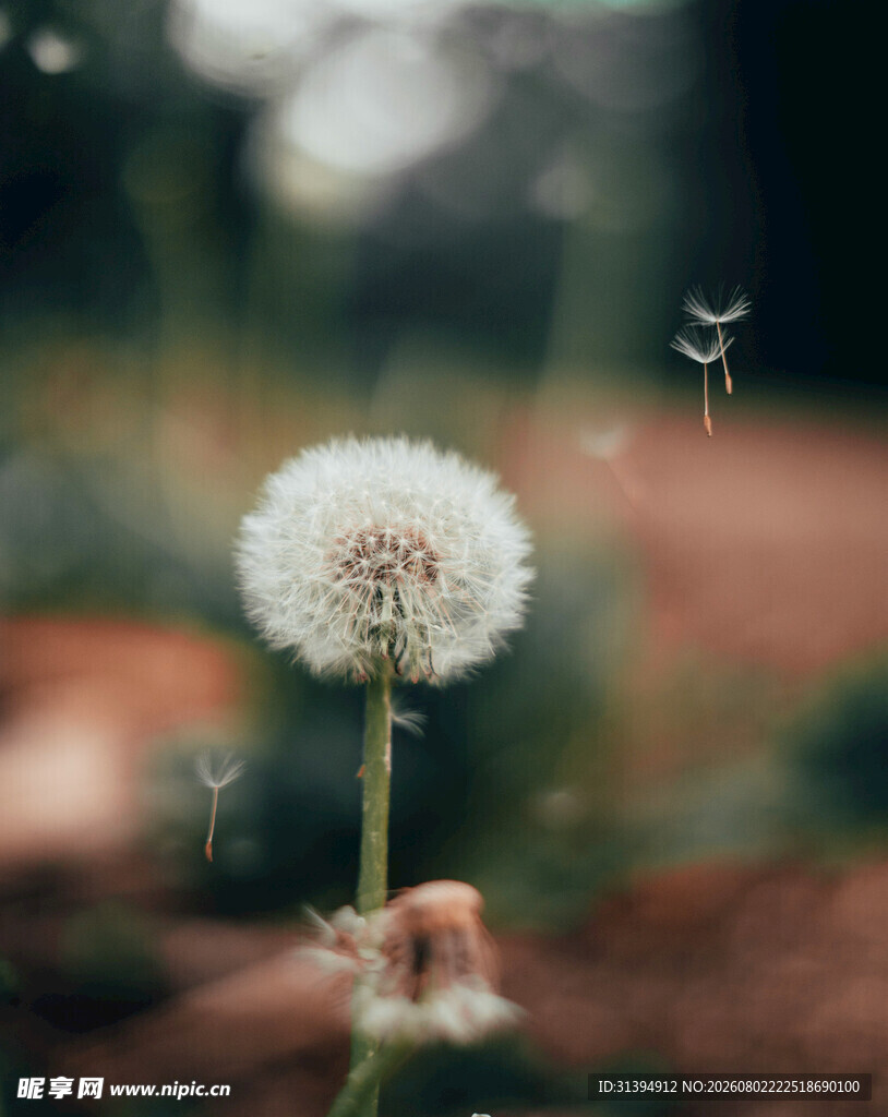 蒲公英独绽自然之美