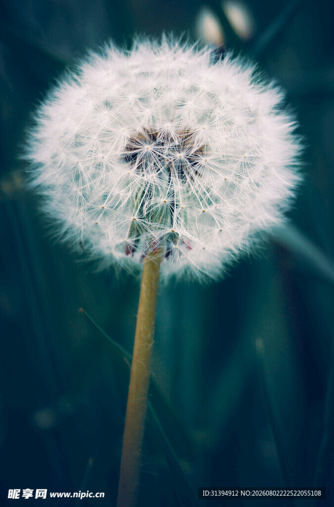 蒲公英特写