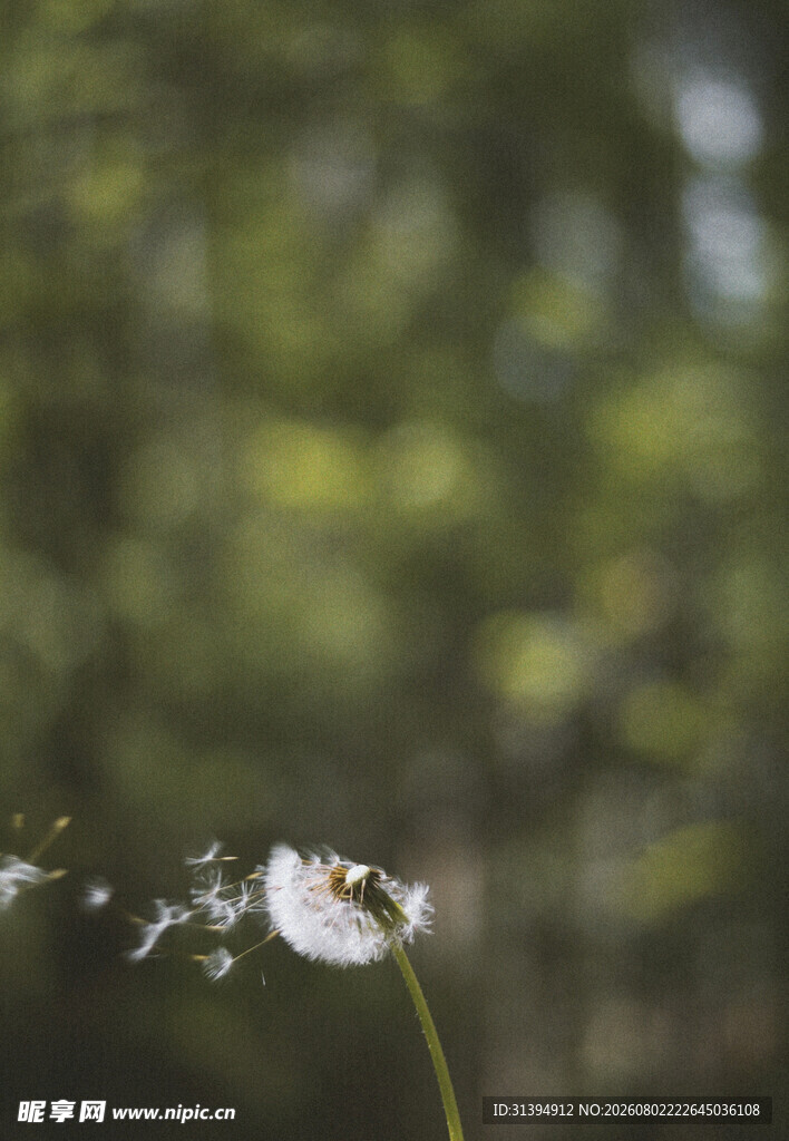 风中摇曳的蒲公英种子