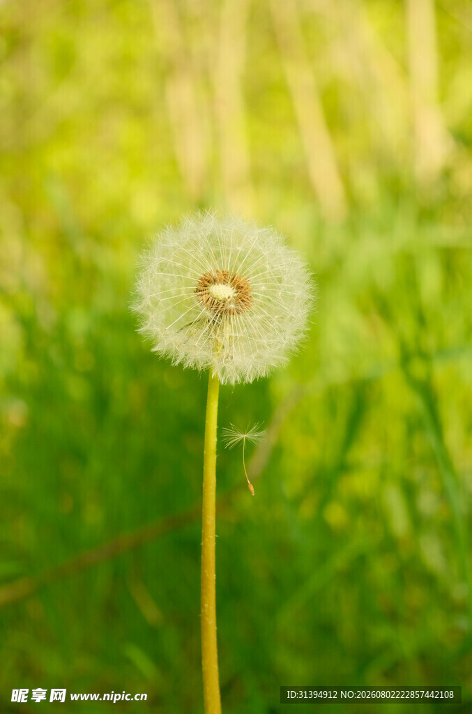 阳光下的蒲公英