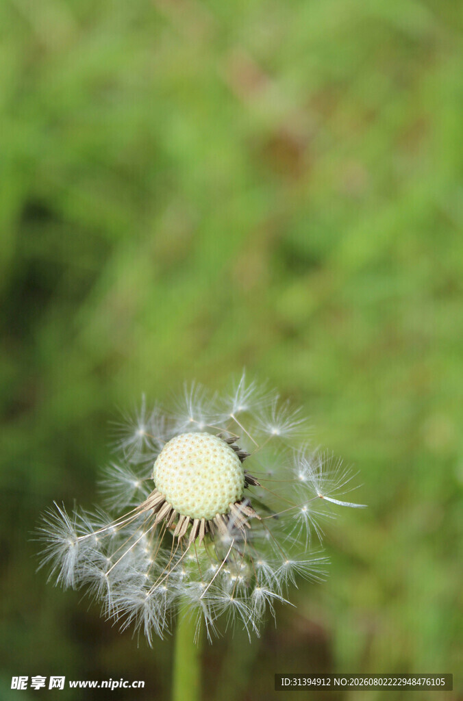 蒲公英特写