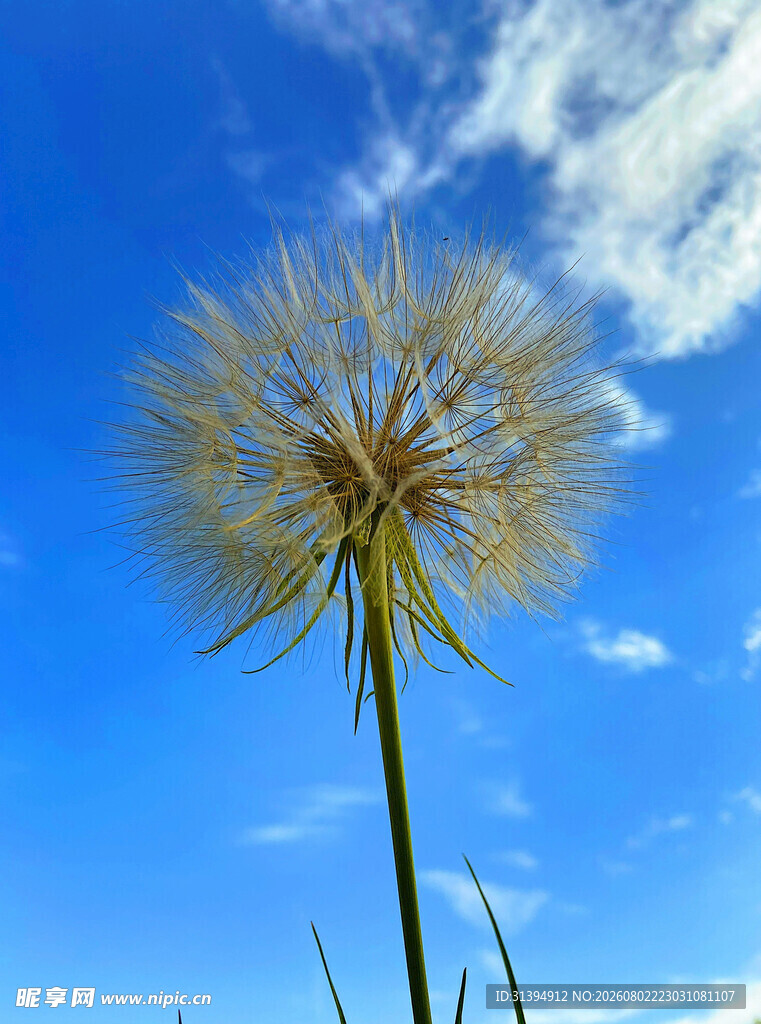 蓝天下的蒲公英