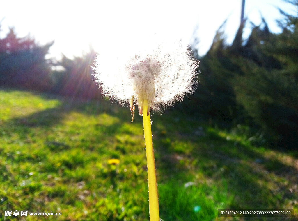 阳光下的草地与黄色标杆