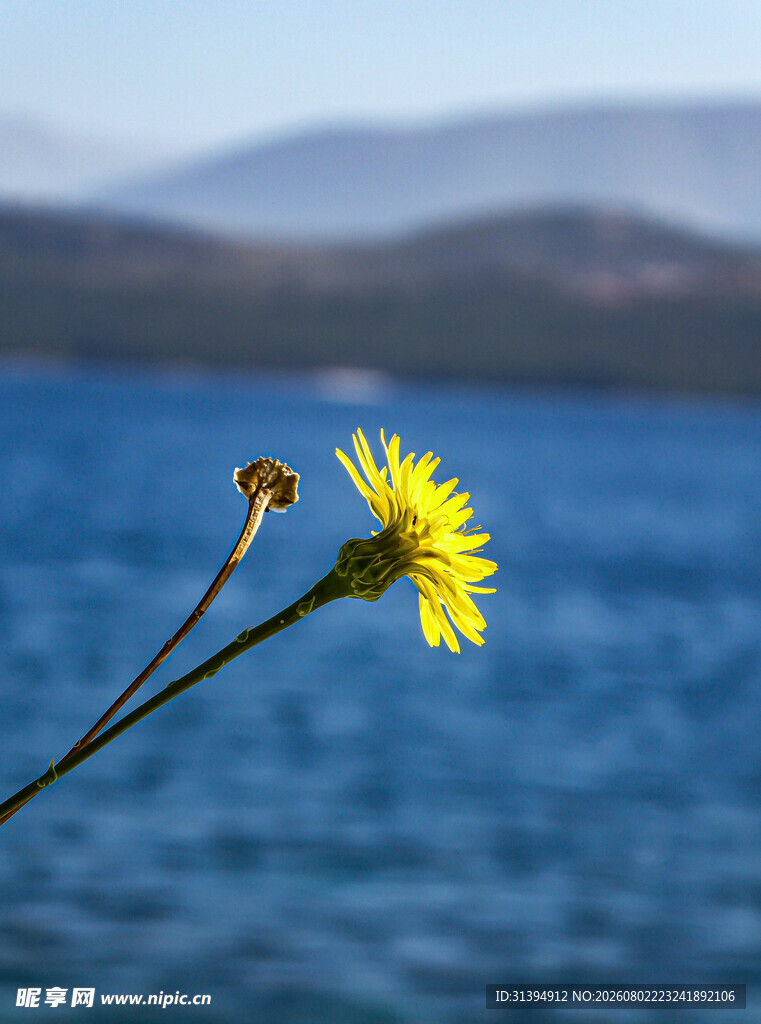湖畔黄花绽放