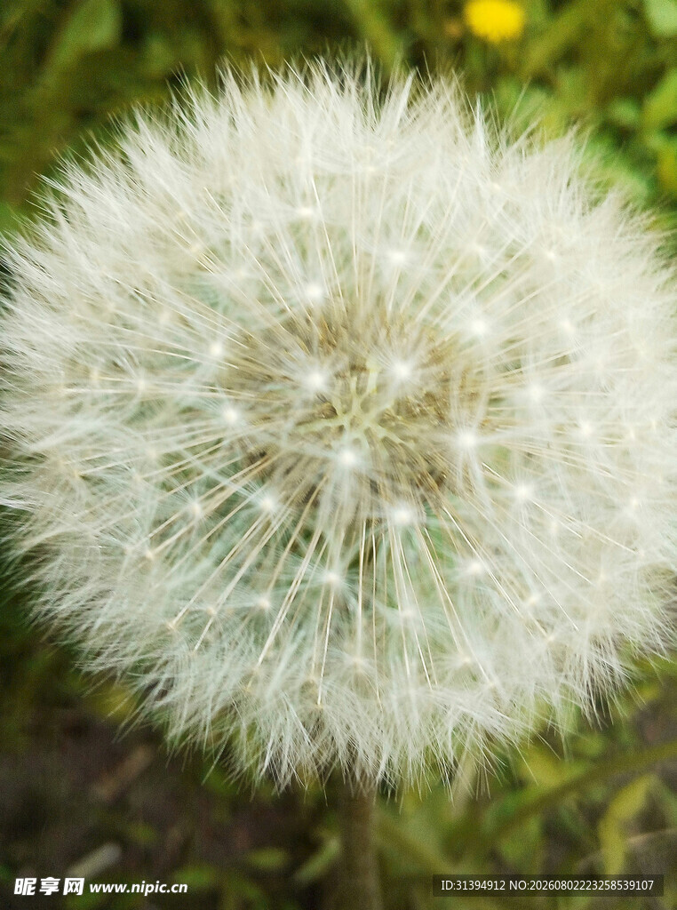 蓬松蒲公英特写