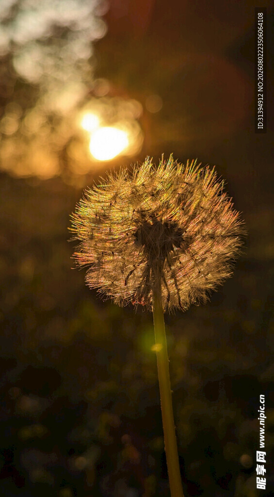 夕阳下的蒲公英