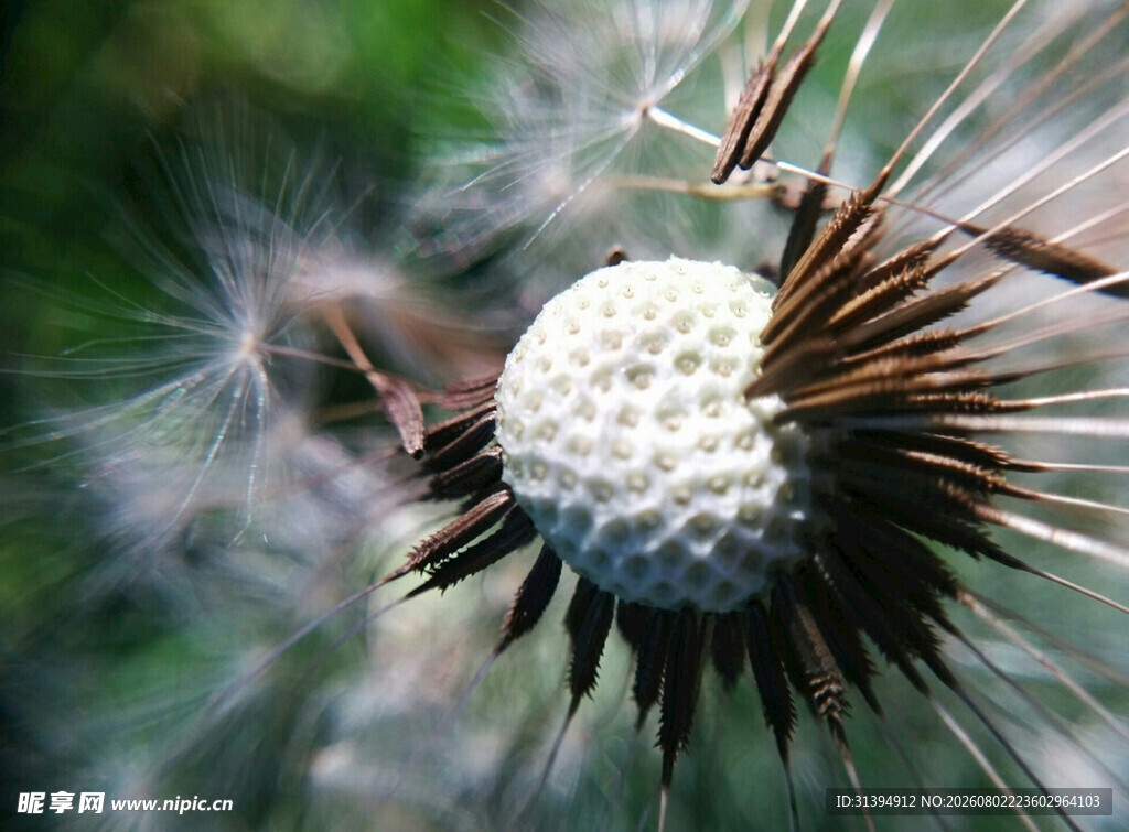 蒲公英特写种子待飞