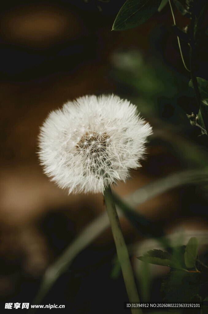 白色蒲公英特写