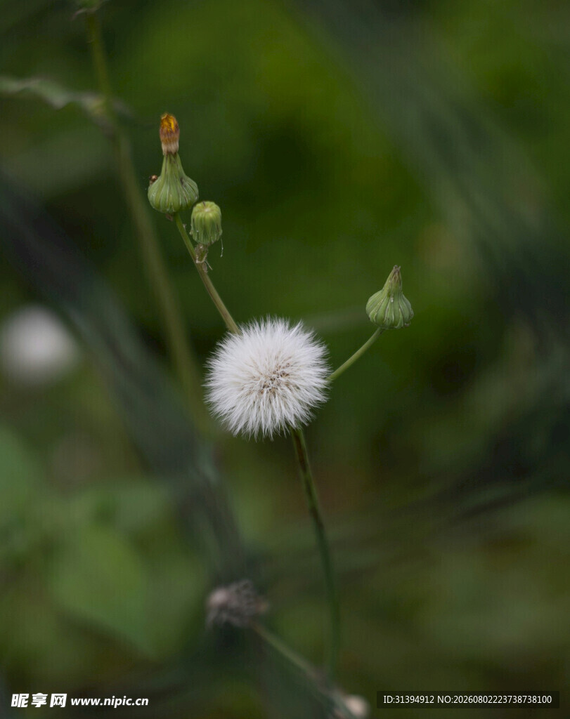 白色蒲公英特写