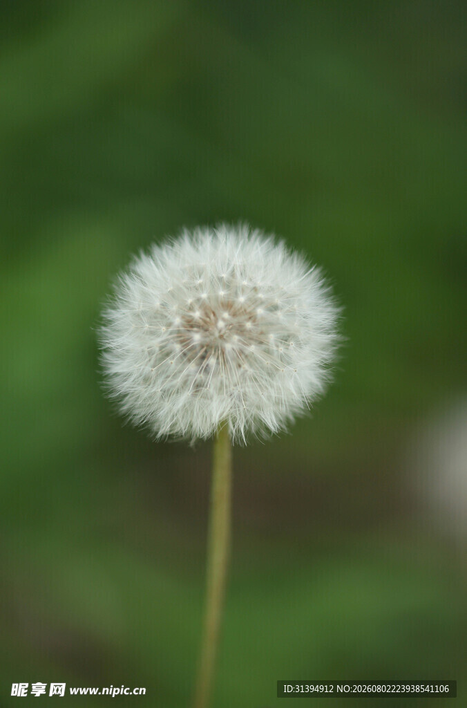 一朵蒲公英特写