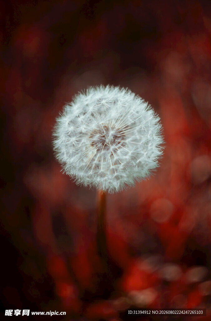 梦幻红背景下的蒲公英