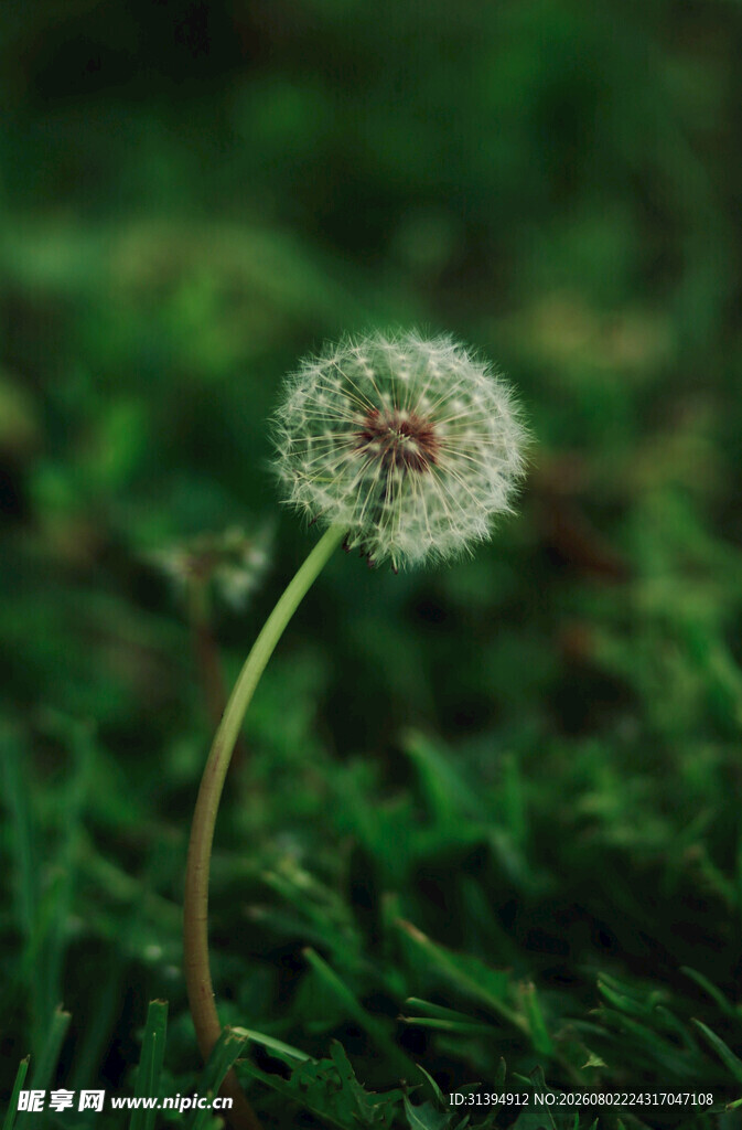 草地上的蒲公英