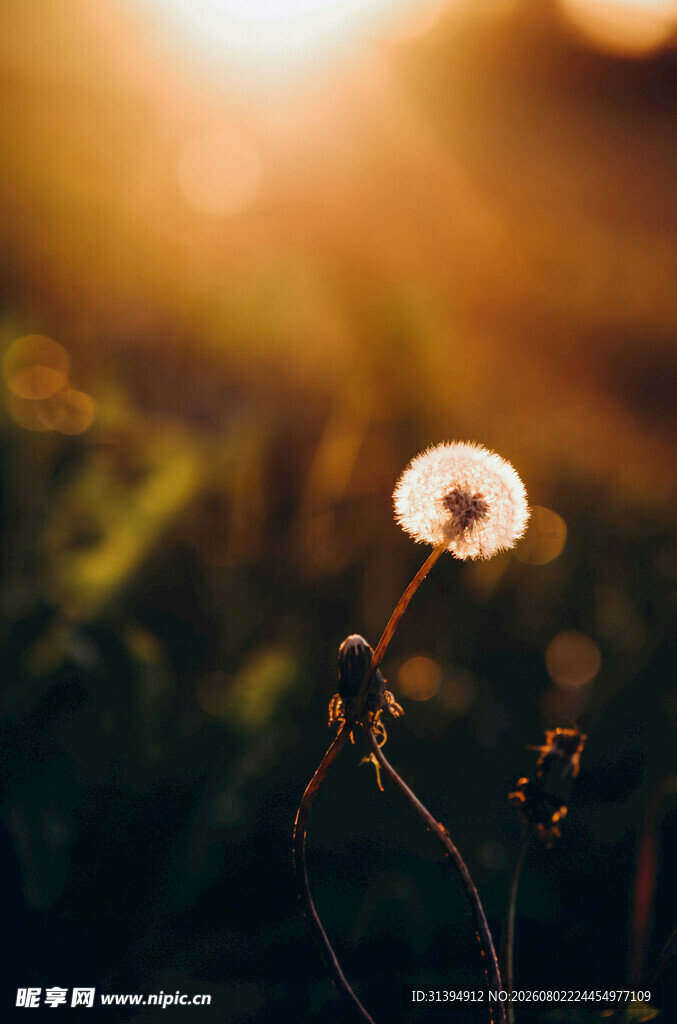 阳光下的蒲公英