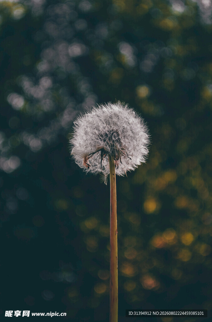 孤独蒲公英绽放自然之美