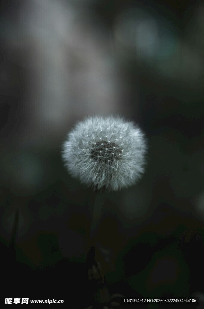 孤独蒲公英
