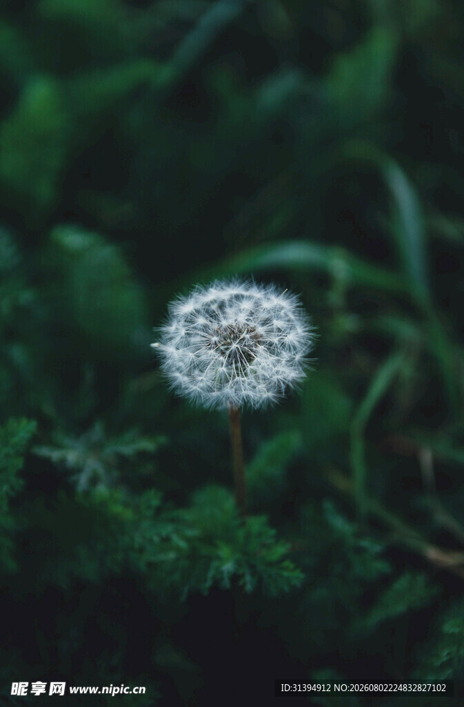 白色绒球小花绽于绿叶间