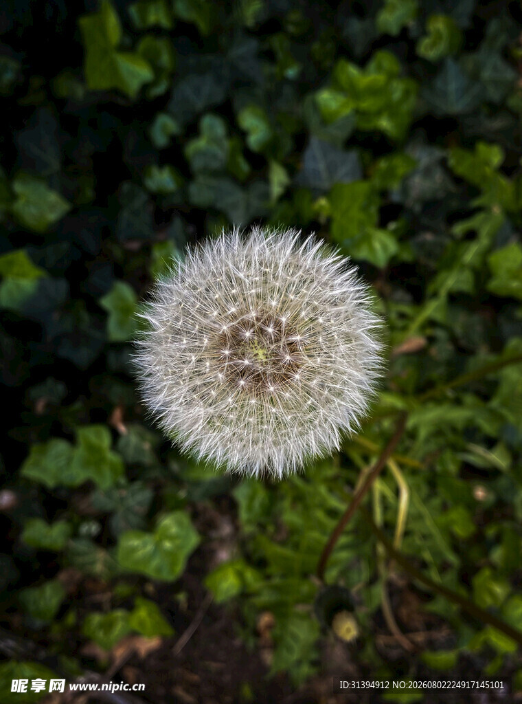 白色蒲公英特写