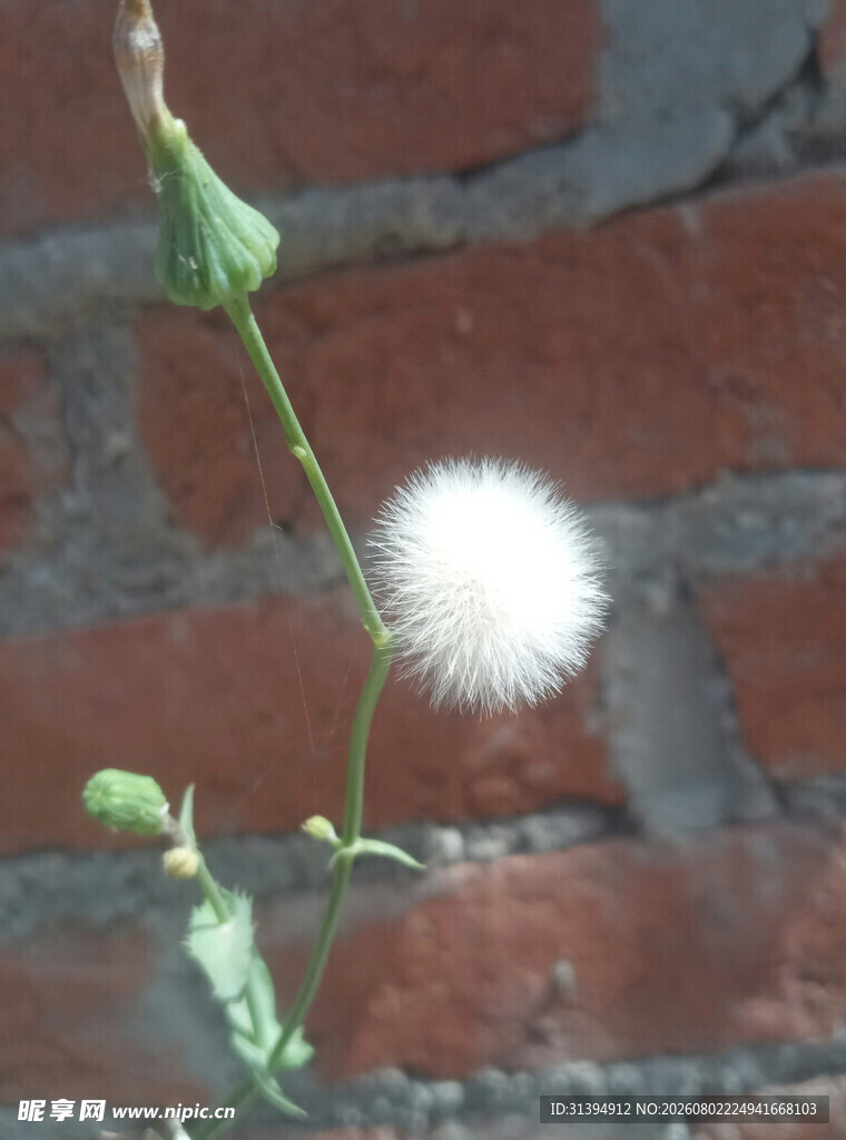 砖墙边的蒲公英