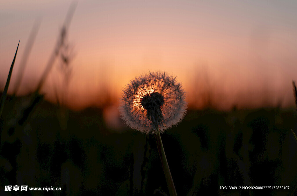 夕阳下的蒲公英