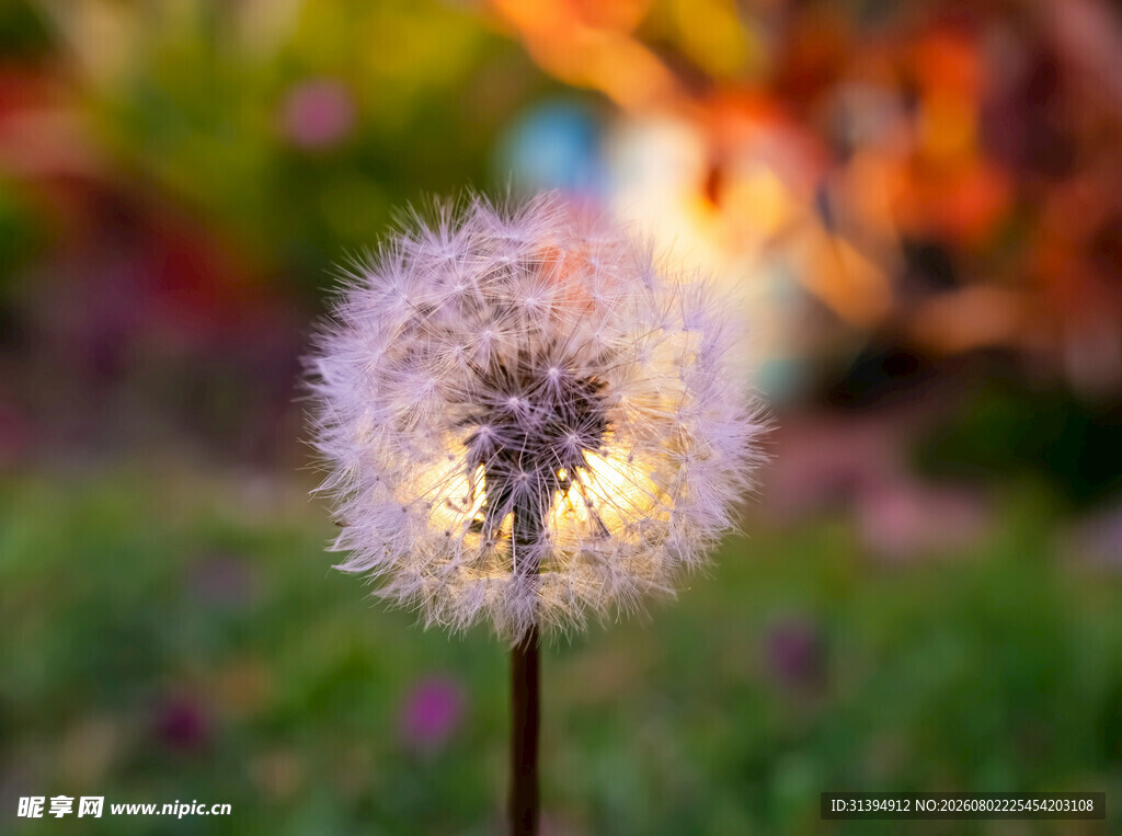 阳光下的蒲公英