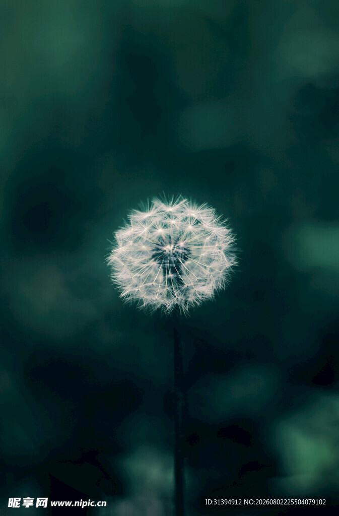 孤独蒲公英