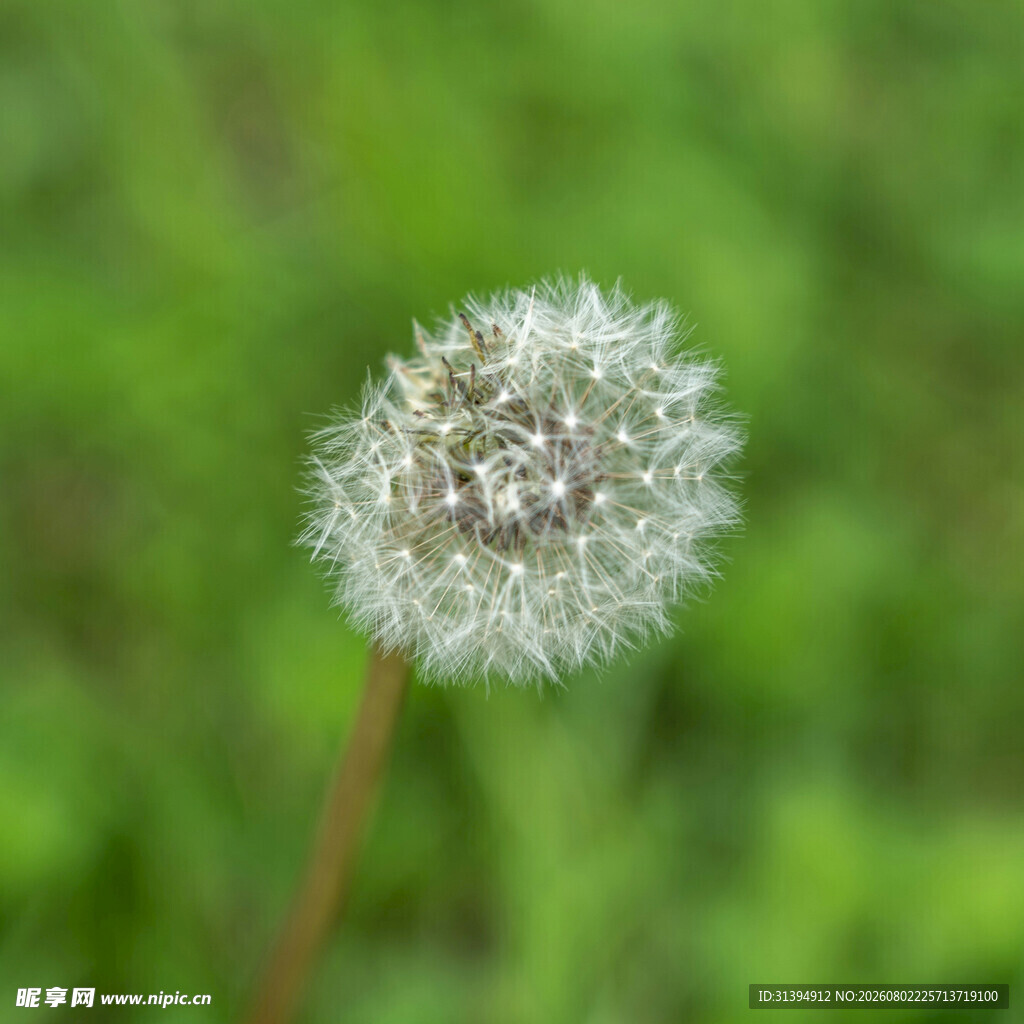 蒲公英特写露珠点缀