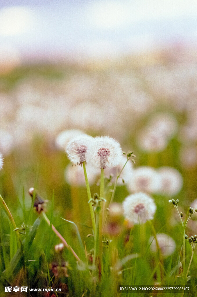 蒲公英花海清新自然之景