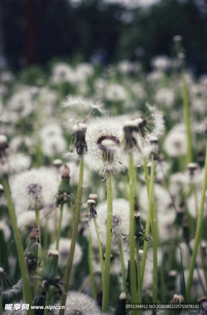 蒲公英花海梦幻自然景致